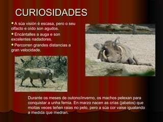 CURIOSIDADES
A  súa visión é escasa, pero o seu
olfacto e oído son agudos.
Encántalles a auga e son
excelentes nadadores.
Percorren grandes distancias a
gran velocidade.




         Durante os meses de outono/inverno, os machos pelexan para
         conquistar a unha femia. En marzo nacen as crías (jabatos) que
         moitas veces teñen raias no pelo, pero a súa cor vaise igualando
         a medida que medran.
 
