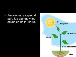 Pero es muy especial para las plantas y los animales de la Tierra.  