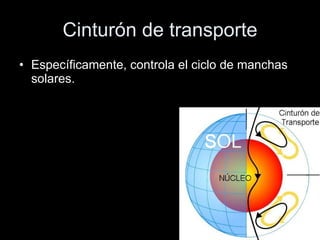 Cinturón de transporte Específicamente, controla el ciclo de manchas solares. 