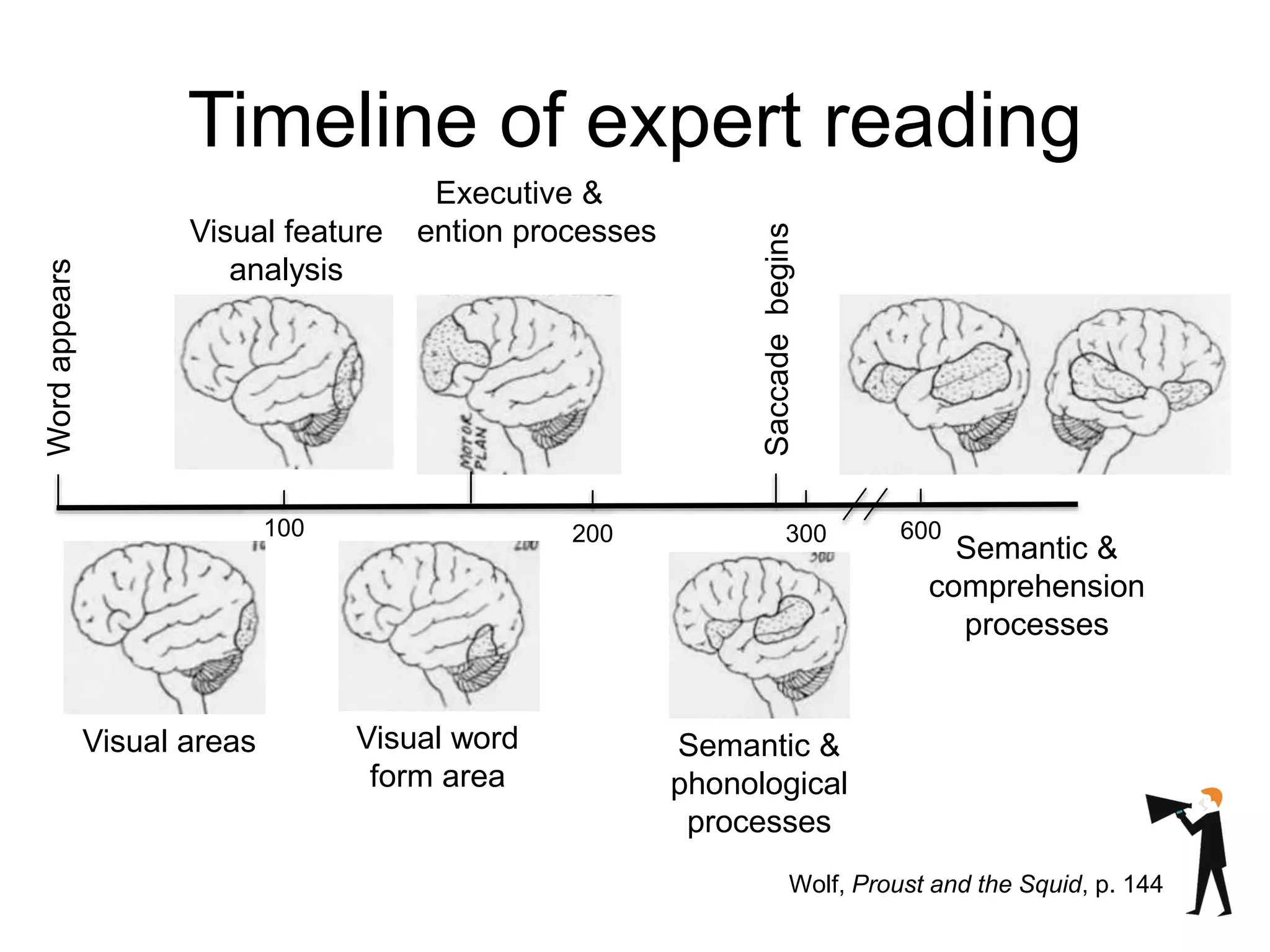 Timeline of expert reading
Wolf, Proust and the Squid, p. 144
Wordappears
100 200 300 600
Saccadebegins
Semantic &
comprehension
processes
Visual word
form area
Visual areas
Executive &
attention processesVisual feature
analysis
Semantic &
phonological
processes
 