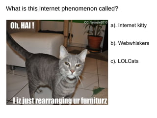 What is this internet phenomenon called? a). Internet kitty b). Webwhiskers c). LOLCats CC: Woozie2010 