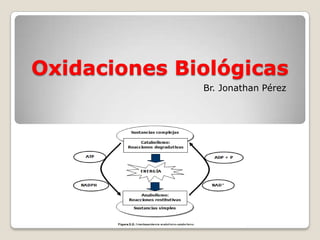 Oxidaciones Biológicas
Br. Jonathan Pérez
 