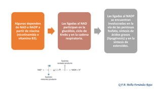 Q.F.B. Melba Fernández Rojas
Algunas dependen
de NAD o NADP a
partir de niacina
(nicotinamida o
vitamina B3).
Las ligadas al NAD
participan en la
glucólisis, ciclo de
Krebs y en la cadena
respiratoria.
Las ligadas al NADP
se encuentran
involucradas en la
vía de las pentosas
fosfato, síntesis de
ácidos grasos
(lipogénesis) y en la
síntesis de
esteroides.
 
