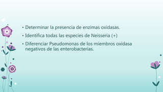 • Determinar la presencia de enzimas oxidasas.
• Identifica todas las especies de Neisseria (+)
• Diferenciar Pseudomonas de los miembros oxidasa
negativos de las enterobacterias.
 