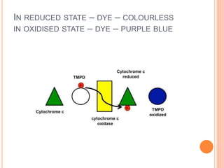 IN REDUCED STATE – DYE – COLOURLESS
IN OXIDISED STATE – DYE – PURPLE BLUE
 