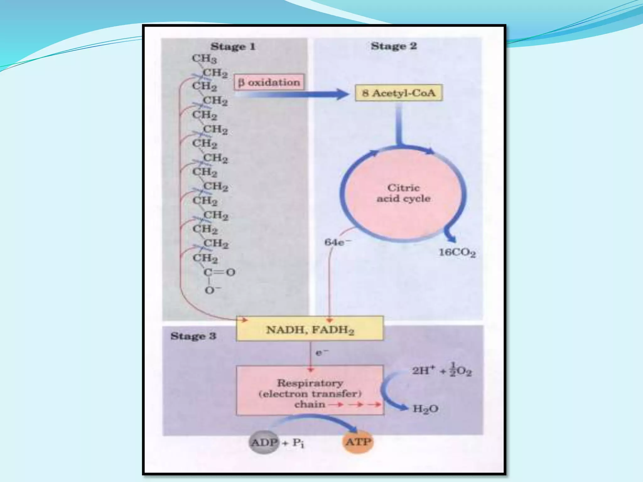 Oxidation of fatty acids | PPTX
