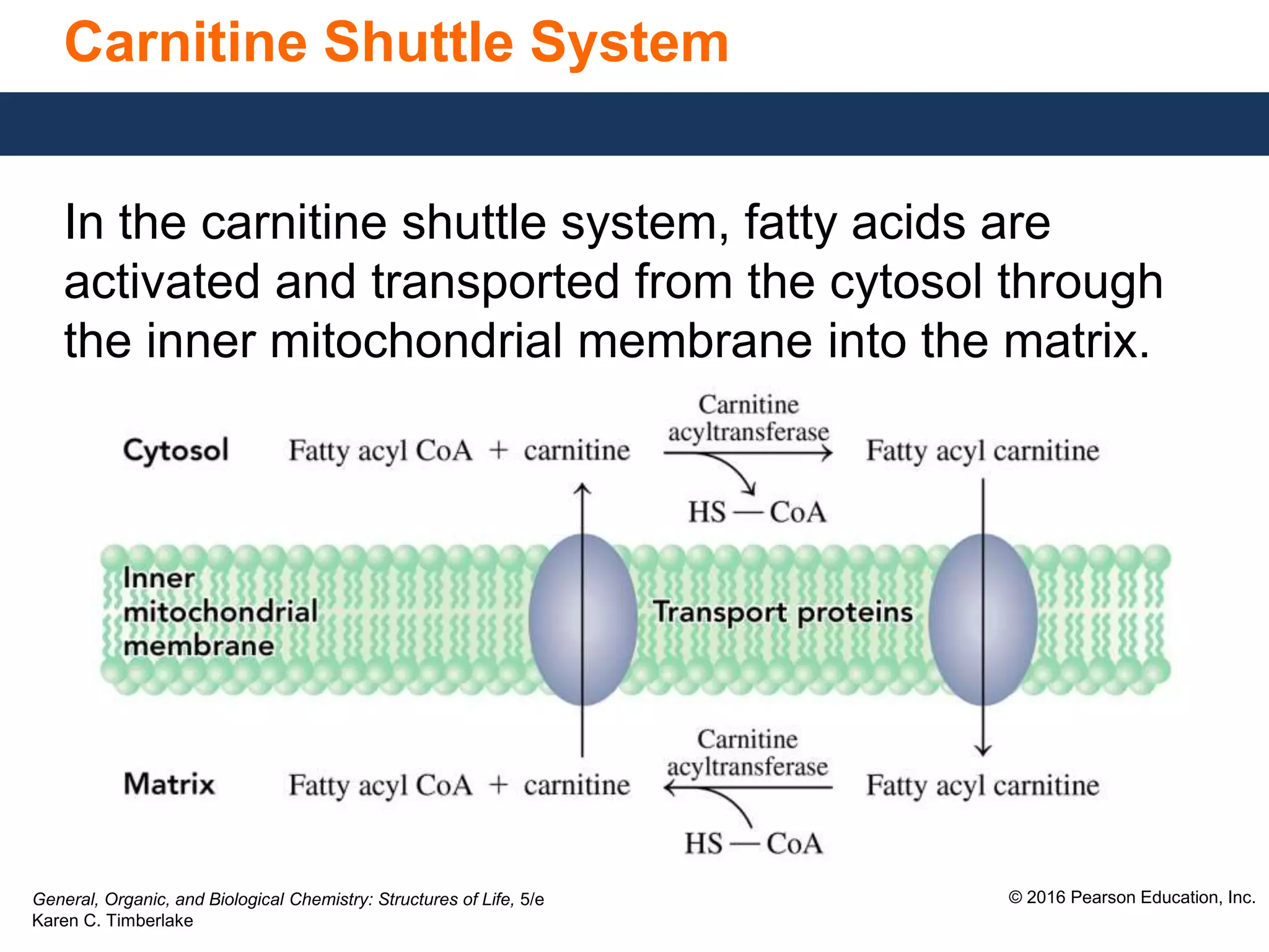 Carnitine Shuttle System Diagram