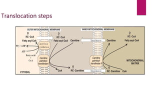 Oxidation of fatty acids | PPTX