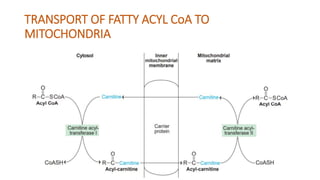 Oxidation of fatty acids | PPTX