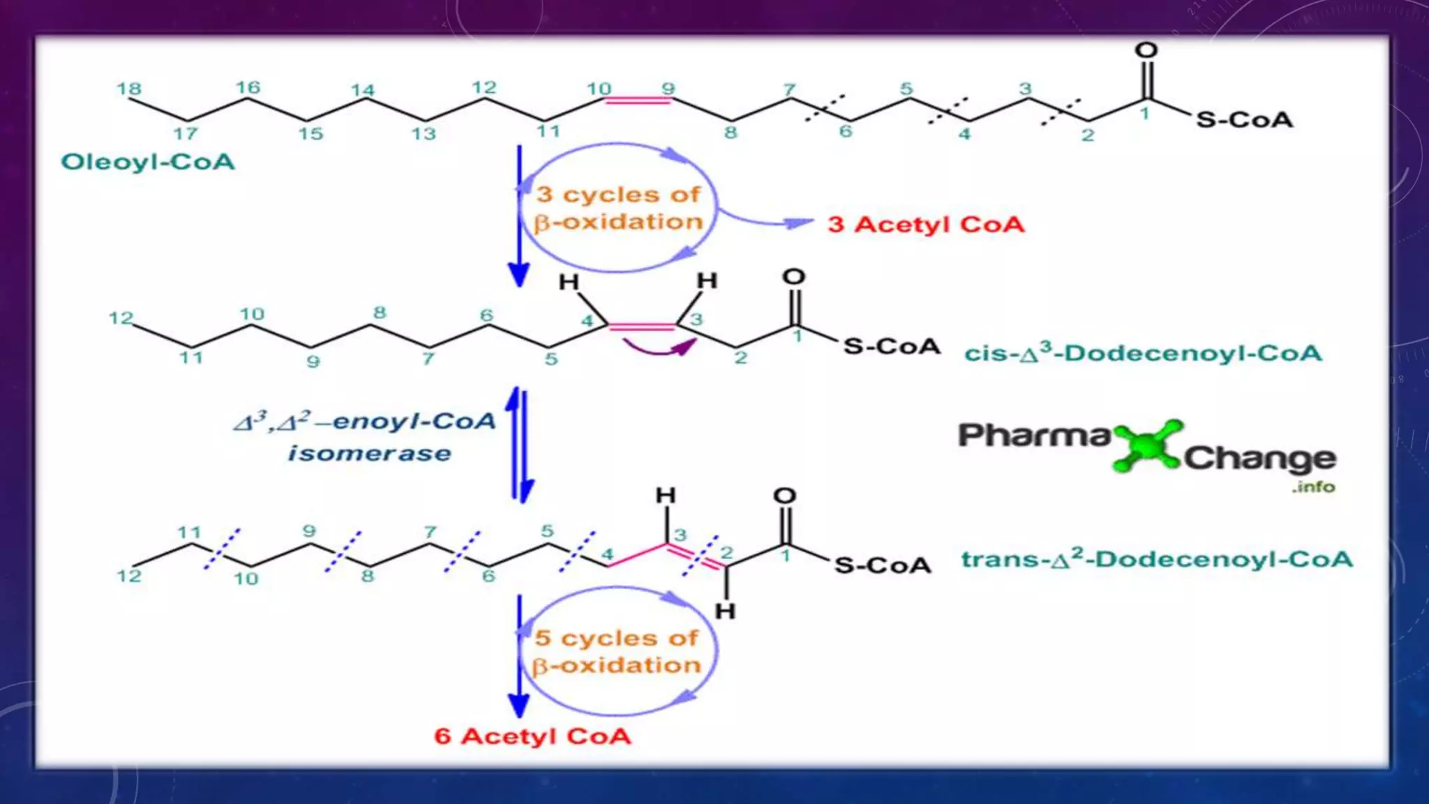 Oxidation of fatty acids ppt | PPTX