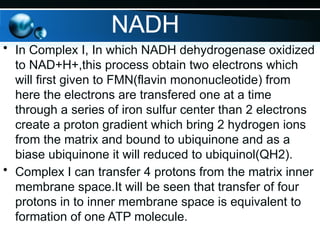 NADH
• In Complex I, In which NADH dehydrogenase oxidized
to NAD+H+,this process obtain two electrons which
will first given to FMN(flavin mononucleotide) from
here the electrons are transfered one at a time
through a series of iron sulfur center than 2 electrons
create a proton gradient which bring 2 hydrogen ions
from the matrix and bound to ubiquinone and as a
biase ubiquinone it will reduced to ubiquinol(QH2).
• Complex I can transfer 4 protons from the matrix inner
membrane space.It will be seen that transfer of four
protons in to inner membrane space is equivalent to
formation of one ATP molecule.
 