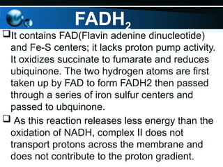 FADH2
It contains FAD(Flavin adenine dinucleotide)
and Fe-S centers; it lacks proton pump activity.
It oxidizes succinate to fumarate and reduces
ubiquinone. The two hydrogen atoms are first
taken up by FAD to form FADH2 then passed
through a series of iron sulfur centers and
passed to ubquinone.
 As this reaction releases less energy than the
oxidation of NADH, complex II does not
transport protons across the membrane and
does not contribute to the proton gradient.
 