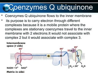 • Coenzymes Q ubiquinone flows to the inner membrane
• its purpose is to carry electron through different
complexes because it is a mobile protein where the
complexes are stationary coenzymes travel to the inner
membrane with 2 electrons.It would not associate with
complex 2 but it would associate with complex 3.
Coenzymes Q ubiquinone
 