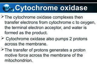 The cytochrome oxidase complexes then
transfer electrons from cytochrome c to oxygen,
the terminal electron acceptor, and water is
formed as the product.
 Cytochrome oxidase also pumps 2 protons
across the membrane.
The transfer of protons generates a proton
motive force across the membrane of the
mitochondrion.
Cytochrome oxidase
 