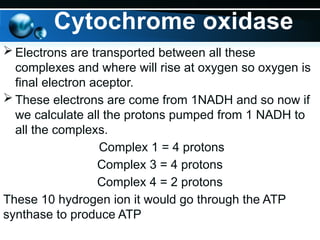 Cytochrome oxidase
 Electrons are transported between all these
complexes and where will rise at oxygen so oxygen is
final electron aceptor.
 These electrons are come from 1NADH and so now if
we calculate all the protons pumped from 1 NADH to
all the complexs.
Complex 1 = 4 protons
Complex 3 = 4 protons
Complex 4 = 2 protons
These 10 hydrogen ion it would go through the ATP
synthase to produce ATP
 