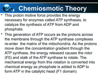Chemiosmotic Theory
• This proton motive force provides the energy
necessary for enzymes called ATP synthases, to
catalyze the synthesis of ATP from ADP and
phosphate.
• This generation of ATP occurs as the protons across
the membrane through the ATP synthase complexes
re-enter the matrix of the mitochondria. As the protons
move down the concentration gradient through the
ATP synthase, the energy released causes the rotor
(F0) and stalk of the ATP synthase to rotate. The
mechanical energy from this rotation is converted into
chemical energy as phosphate is added to ADP to
form ATP in the catalytic head (F1 domain)
 