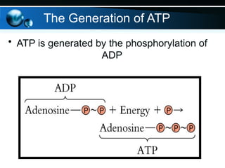 The Generation of ATP
• ATP is generated by the phosphorylation of
ADP
 