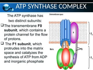 ATP SYNTHASE COMPLEX
The ATP synthase has
two distinct subunits:
The transmembrane F0
subunit, which contains a
protein channel for the flow
of protons.
 The F1 subunit, which
protrudes into the matrix
space and catalyzes the
synthesis of ATP from ADP
and inorganic phosphate
 