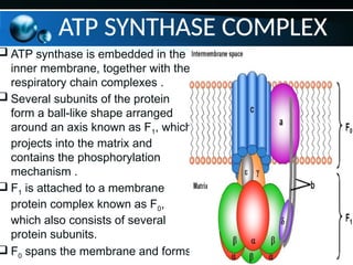  ATP synthase is embedded in the
inner membrane, together with the
respiratory chain complexes .
 Several subunits of the protein
form a ball-like shape arranged
around an axis known as F1, which
projects into the matrix and
contains the phosphorylation
mechanism .
 F1 is attached to a membrane
protein complex known as F0,
which also consists of several
protein subunits.
 F0 spans the membrane and forms
ATP SYNTHASE COMPLEX
 