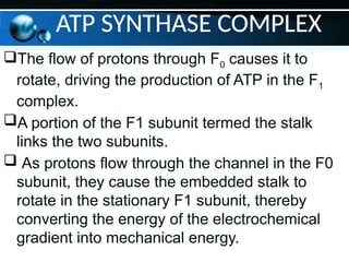 ATP SYNTHASE COMPLEX
The flow of protons through F0 causes it to
rotate, driving the production of ATP in the F1
complex.
A portion of the F1 subunit termed the stalk
links the two subunits.
 As protons flow through the channel in the F0
subunit, they cause the embedded stalk to
rotate in the stationary F1 subunit, thereby
converting the energy of the electrochemical
gradient into mechanical energy.
 