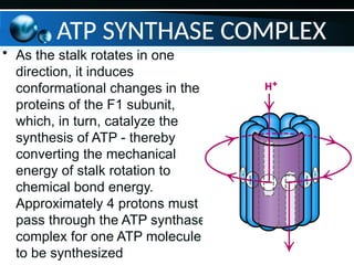 ATP SYNTHASE COMPLEX
• As the stalk rotates in one
direction, it induces
conformational changes in the
proteins of the F1 subunit,
which, in turn, catalyze the
synthesis of ATP - thereby
converting the mechanical
energy of stalk rotation to
chemical bond energy.
Approximately 4 protons must
pass through the ATP synthase
complex for one ATP molecule
to be synthesized
 