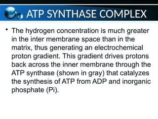 ATP SYNTHASE COMPLEX
• The hydrogen concentration is much greater
in the inter membrane space than in the
matrix, thus generating an electrochemical
proton gradient. This gradient drives protons
back across the inner membrane through the
ATP synthase (shown in gray) that catalyzes
the synthesis of ATP from ADP and inorganic
phosphate (Pi).
 