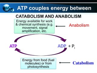 ATP couples energy between
CATABOLISM AND ANABOLISM
Energy available for work
& chemical synthesis (e.g.
movement, signal
amplification, etc.
Anabolism
ATP ADP + Pi
Energy from food (fuel
molecules) or from
photosynthesis
Catabolism
 