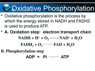 • Oxidative phosphorylation is the process by
which the energy stored in NADH and FADH2
is used to produce ATP.
• A. Oxidation step: electron transport chain
NADH + H+
+ O2 NAD+
+ H2O
FADH2 + O2 FAD + H2O
B. Phosphorylation step
ADP + Pi ATP
Oxidative Phosphorylation
 
