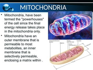 • Mitochondria, have been
termed the "powerhouses"
of the cell since the final
energy release takes place
in the mitochondria only.
• Mitochondria have an
outer membrane that is
permeable to most
metabolites, an inner
membrane that is
selectively permeable,
enclosing a matrix within .
MITOCHONDRIA
 