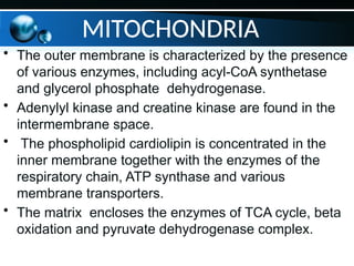 • The outer membrane is characterized by the presence
of various enzymes, including acyl-CoA synthetase
and glycerol phosphate dehydrogenase.
• Adenylyl kinase and creatine kinase are found in the
intermembrane space.
• The phospholipid cardiolipin is concentrated in the
inner membrane together with the enzymes of the
respiratory chain, ATP synthase and various
membrane transporters.
• The matrix encloses the enzymes of TCA cycle, beta
oxidation and pyruvate dehydrogenase complex.
MITOCHONDRIA
 
