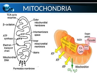MITOCHONDRIA
 