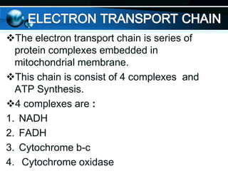 The electron transport chain is series of
protein complexes embedded in
mitochondrial membrane.
This chain is consist of 4 complexes and
ATP Synthesis.
4 complexes are :
1. NADH
2. FADH
3. Cytochrome b-c
4. Cytochrome oxidase

 