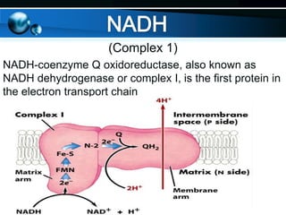 (Complex 1)
NADH-coenzyme Q oxidoreductase, also known as
NADH dehydrogenase or complex I, is the first protein in
the electron transport chain

 