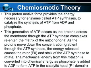 Chemiosmotic Theory
• This proton motive force provides the energy
necessary for enzymes called ATP synthases, to
catalyze the synthesis of ATP from ADP and
phosphate.
• This generation of ATP occurs as the protons across
the membrane through the ATP synthase complexes
re-enter the matrix of the mitochondria. As the
protons move down the concentration gradient
through the ATP synthase, the energy released
causes the rotor (F0) and stalk of the ATP synthase to
rotate. The mechanical energy from this rotation is
converted into chemical energy as phosphate is added
to ADP to form ATP in the catalytic head (F1 domain)

 