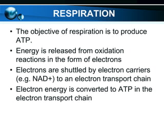 RESPIRATION
• The objective of respiration is to produce
ATP.
• Energy is released from oxidation
reactions in the form of electrons
• Electrons are shuttled by electron carriers
(e.g. NAD+) to an electron transport chain
• Electron energy is converted to ATP in the
electron transport chain

 
