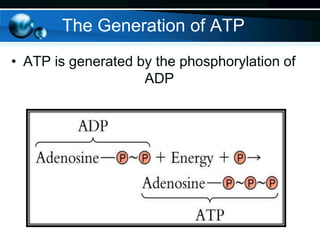 The Generation of ATP
• ATP is generated by the phosphorylation of
ADP

 
