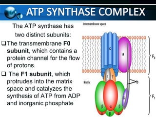The ATP synthase has
two distinct subunits:
The transmembrane F0
subunit, which contains a
protein channel for the flow
of protons.
 The F1 subunit, which
protrudes into the matrix
space and catalyzes the
synthesis of ATP from ADP
and inorganic phosphate

 