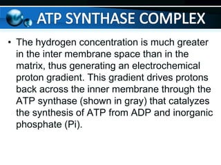 • The hydrogen concentration is much greater
in the inter membrane space than in the
matrix, thus generating an electrochemical
proton gradient. This gradient drives protons
back across the inner membrane through the
ATP synthase (shown in gray) that catalyzes
the synthesis of ATP from ADP and inorganic
phosphate (Pi).

 