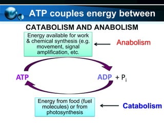 ATP couples energy between
CATABOLISM AND ANABOLISM
Energy available for work
& chemical synthesis (e.g.
movement, signal
amplification, etc.

Anabolism

ADP + Pi

ATP
Energy from food (fuel
molecules) or from
photosynthesis

Catabolism

 