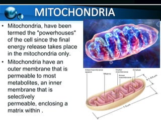 • Mitochondria, have been
termed the "powerhouses"
of the cell since the final
energy release takes place
in the mitochondria only.
• Mitochondria have an
outer membrane that is
permeable to most
metabolites, an inner
membrane that is
selectively
permeable, enclosing a
matrix within .

 