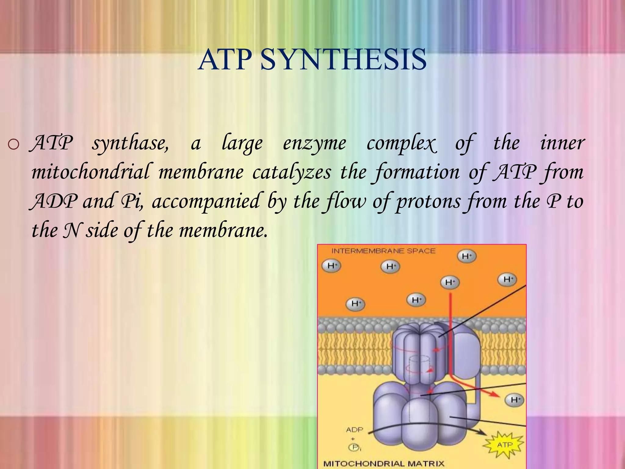 ATP SYNTHESIS
o ATP synthase, a large enzyme complex of the inner
mitochondrial membrane catalyzes the formation of ATP from
ADP and Pi, accompanied by the flow of protons from the P to
the N side of the membrane.
 