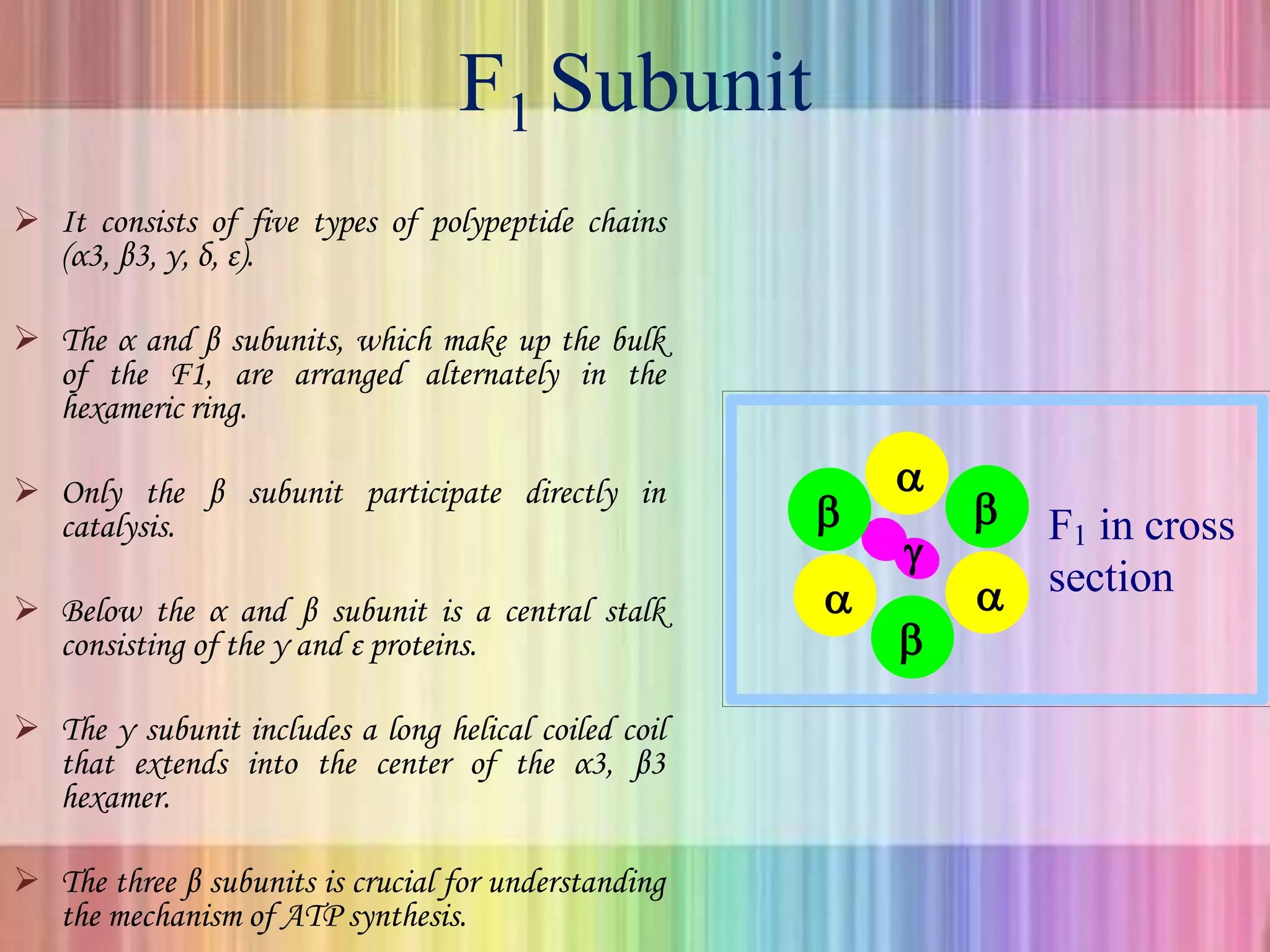 F1 Subunit
 It consists of five types of polypeptide chains
(α3, β3, γ, δ, ε).
 The α and β subunits, which make up the bulk
of the F1, are arranged alternately in the
hexameric ring.
 Only the β subunit participate directly in
catalysis.
 Below the α and β subunit is a central stalk
consisting of the γ and ε proteins.
 The γ subunit includes a long helical coiled coil
that extends into the center of the α3, β3
hexamer.
 The three β subunits is crucial for understanding
the mechanism of ATP synthesis.
 


 

F1 in cross
section
 