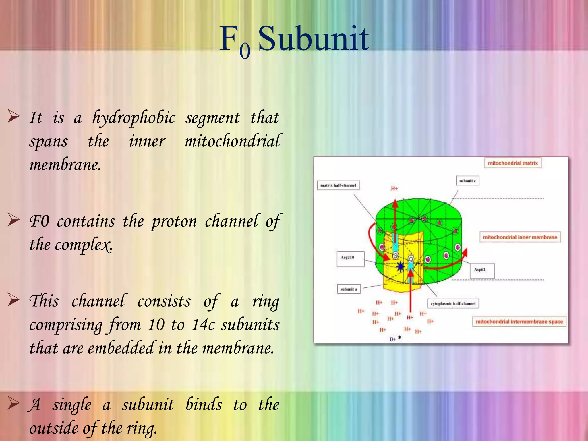 F0 Subunit
 It is a hydrophobic segment that
spans the inner mitochondrial
membrane.
 F0 contains the proton channel of
the complex.
 This channel consists of a ring
comprising from 10 to 14c subunits
that are embedded in the membrane.
 A single a subunit binds to the
outside of the ring.
 