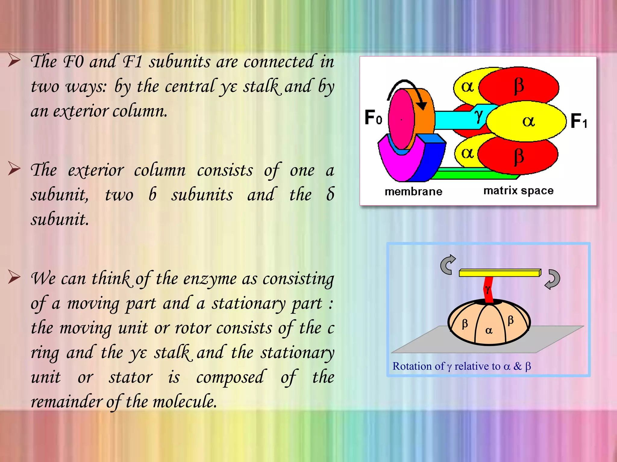  The F0 and F1 subunits are connected in
two ways: by the central γε stalk and by
an exterior column.
 The exterior column consists of one a
subunit, two b subunits and the δ
subunit.
 We can think of the enzyme as consisting
of a moving part and a stationary part :
the moving unit or rotor consists of the c
ring and the γε stalk and the stationary
unit or stator is composed of the
remainder of the molecule.



Rotation of  relative to  & 
 