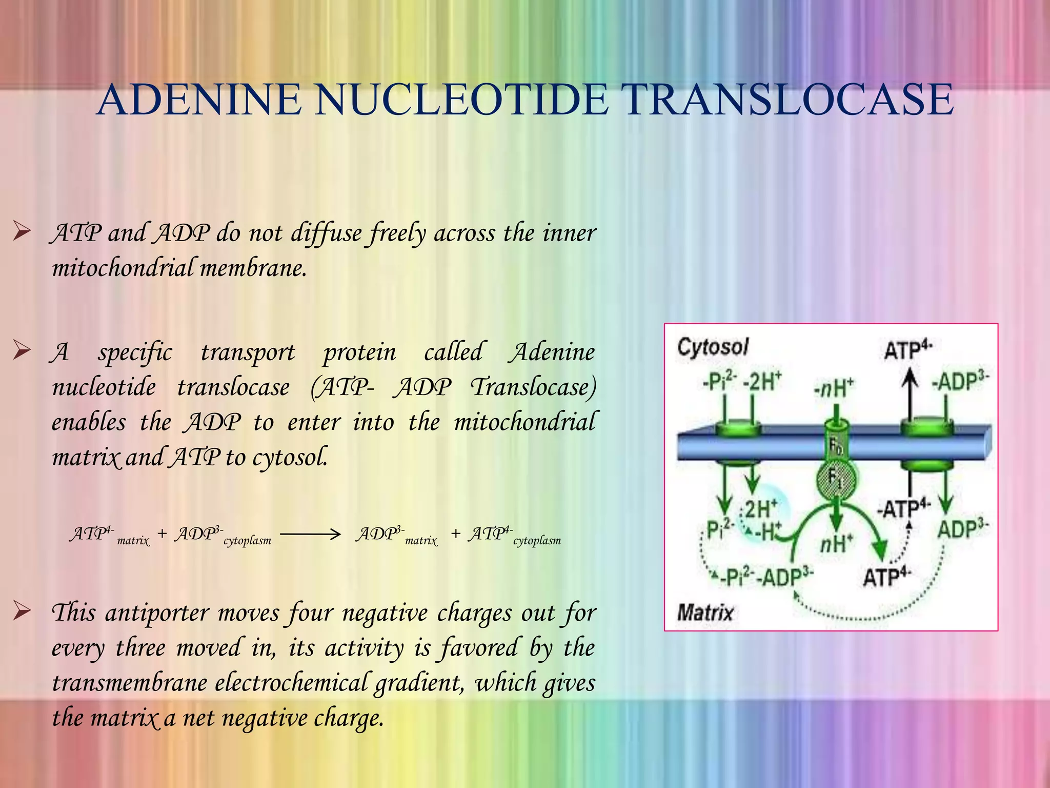 ADENINE NUCLEOTIDE TRANSLOCASE
 ATP and ADP do not diffuse freely across the inner
mitochondrial membrane.
 A specific transport protein called Adenine
nucleotide translocase (ATP- ADP Translocase)
enables the ADP to enter into the mitochondrial
matrix and ATP to cytosol.
ATP4-
matrix + ADP3-
cytoplasm ADP3-
matrix + ATP4-
cytoplasm
 This antiporter moves four negative charges out for
every three moved in, its activity is favored by the
transmembrane electrochemical gradient, which gives
the matrix a net negative charge.
 