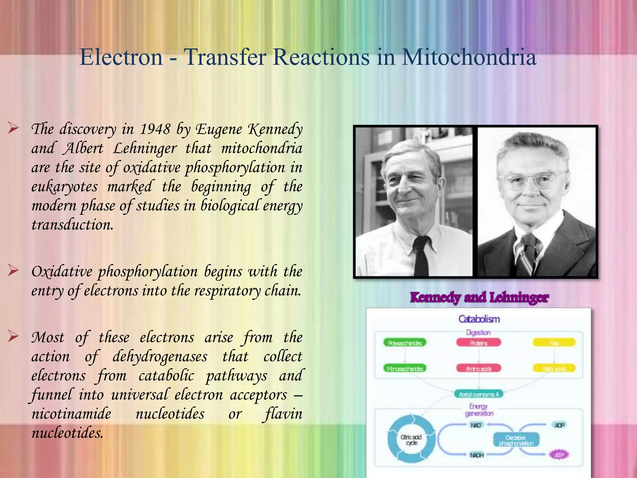 Electron - Transfer Reactions in Mitochondria
 The discovery in 1948 by Eugene Kennedy
and Albert Lehninger that mitochondria
are the site of oxidative phosphorylation in
eukaryotes marked the beginning of the
modern phase of studies in biological energy
transduction.
 Oxidative phosphorylation begins with the
entry of electrons into the respiratory chain.
 Most of these electrons arise from the
action of dehydrogenases that collect
electrons from catabolic pathways and
funnel into universal electron acceptors –
nicotinamide nucleotides or flavin
nucleotides.
 