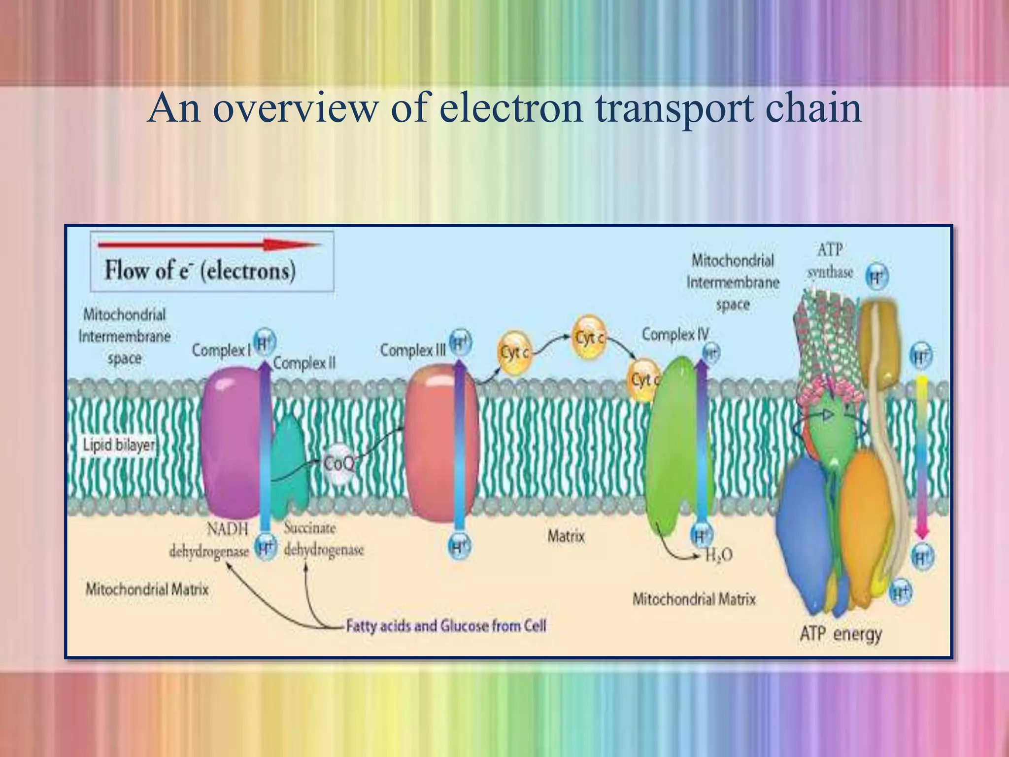 An overview of electron transport chain
 