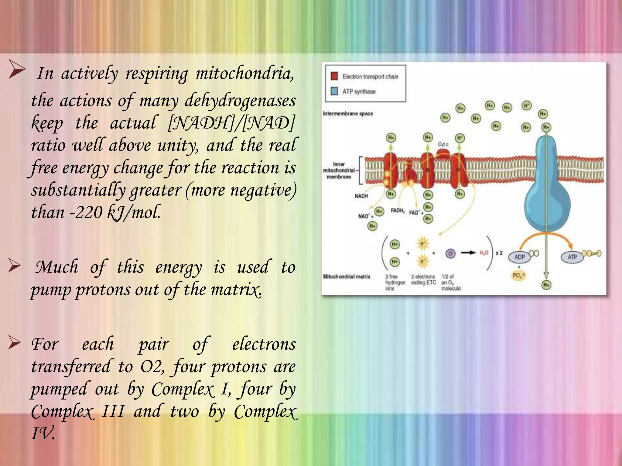  In actively respiring mitochondria,
the actions of many dehydrogenases
keep the actual [NADH]/[NAD]
ratio well above unity, and the real
free energy change for the reaction is
substantially greater (more negative)
than -220 kJ/mol.
 Much of this energy is used to
pump protons out of the matrix.
 For each pair of electrons
transferred to O2, four protons are
pumped out by Complex I, four by
Complex III and two by Complex
IV.
 