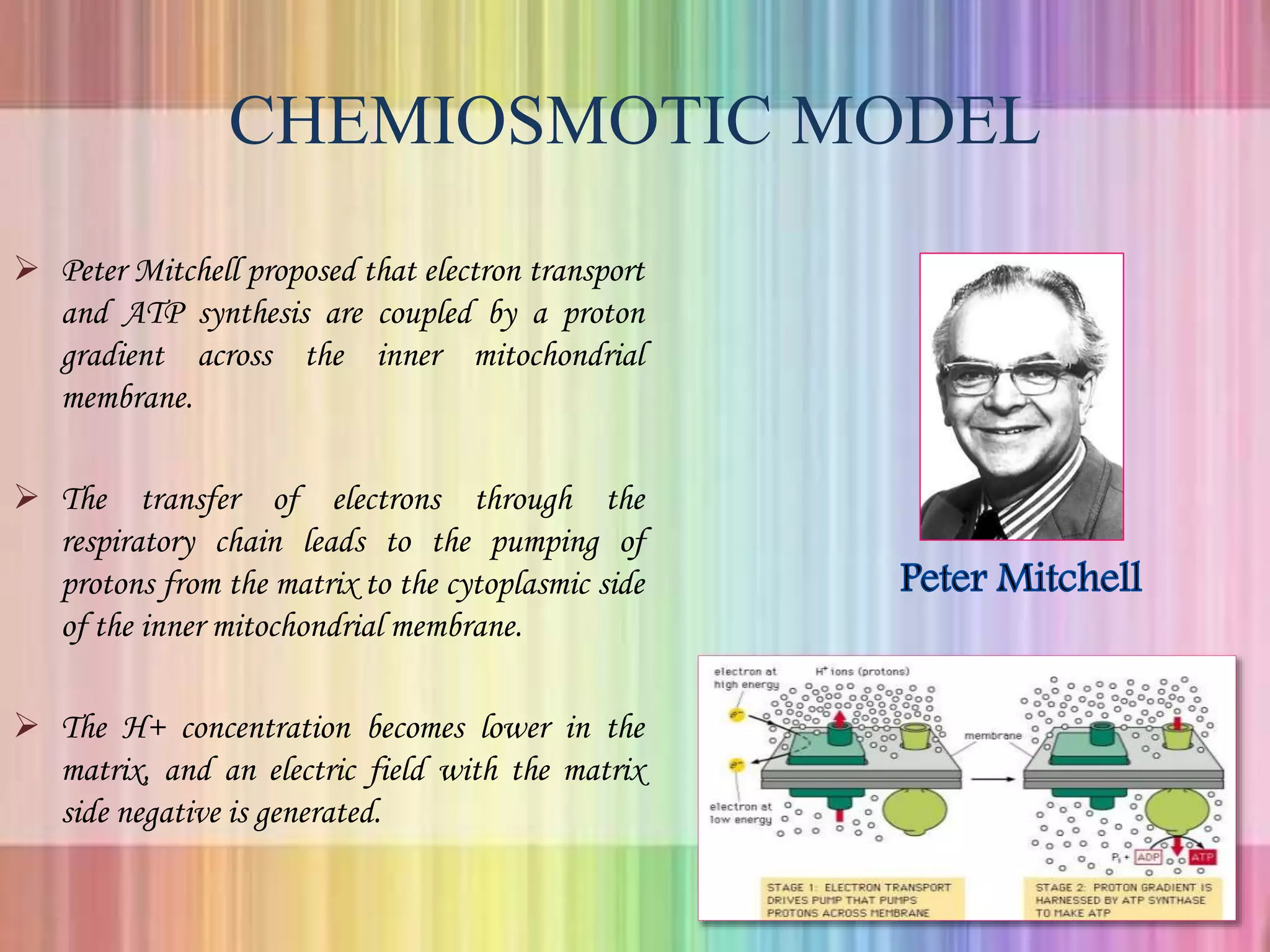 CHEMIOSMOTIC MODEL
 Peter Mitchell proposed that electron transport
and ATP synthesis are coupled by a proton
gradient across the inner mitochondrial
membrane.
 The transfer of electrons through the
respiratory chain leads to the pumping of
protons from the matrix to the cytoplasmic side
of the inner mitochondrial membrane.
 The H+ concentration becomes lower in the
matrix, and an electric field with the matrix
side negative is generated.
 