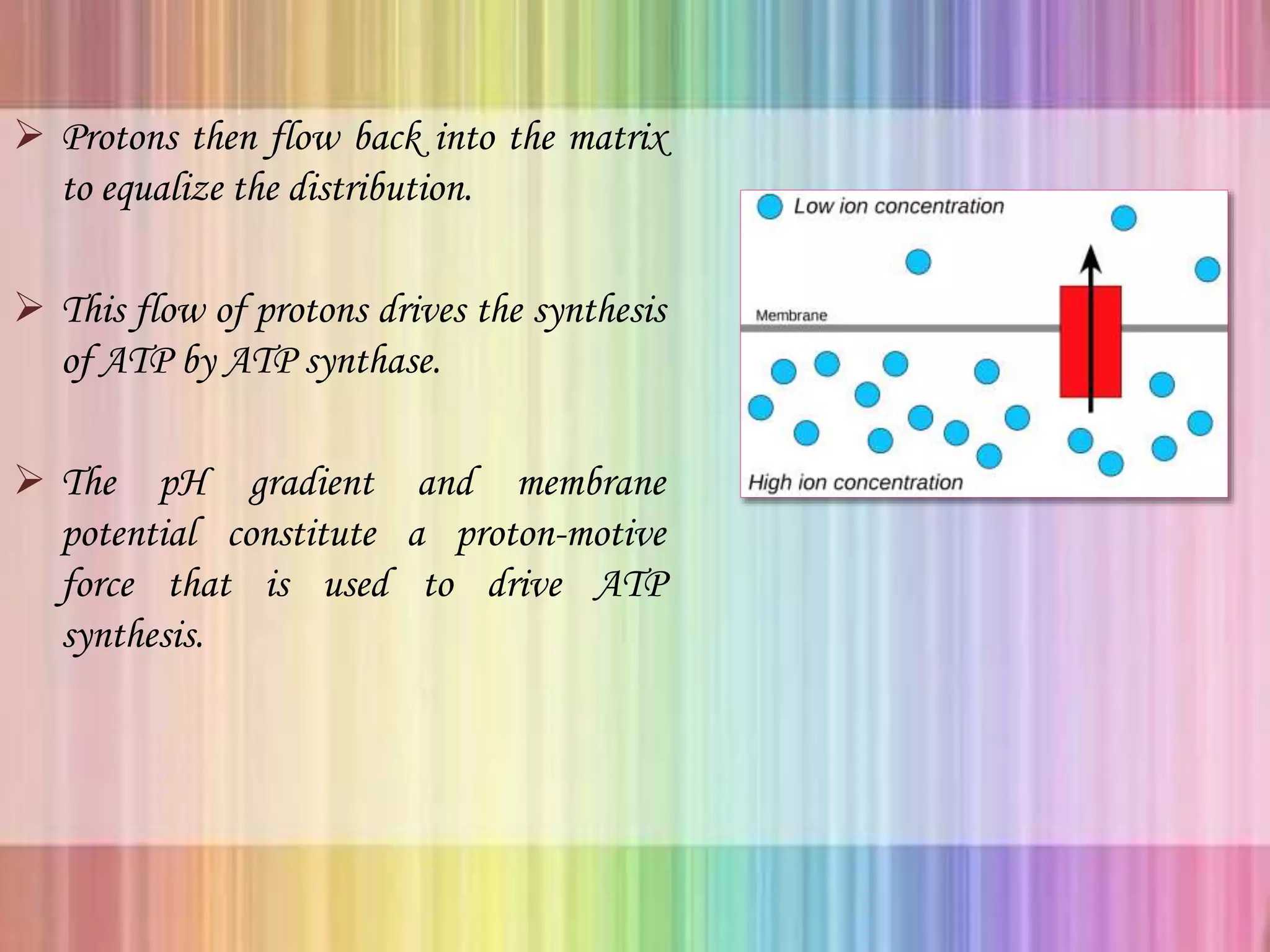  Protons then flow back into the matrix
to equalize the distribution.
 This flow of protons drives the synthesis
of ATP by ATP synthase.
 The pH gradient and membrane
potential constitute a proton-motive
force that is used to drive ATP
synthesis.
 